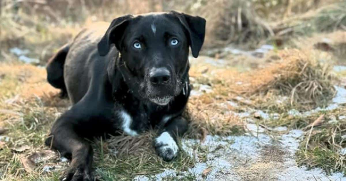 Credit: Instagram.com/liya_the_labsky