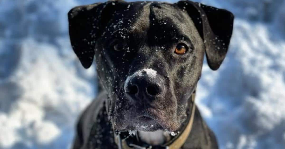 Credit: Instagram.com/will.and.wesson