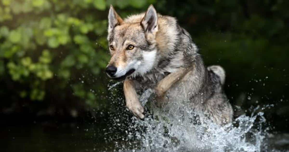 Credit: Instagram.com/valkiawolf