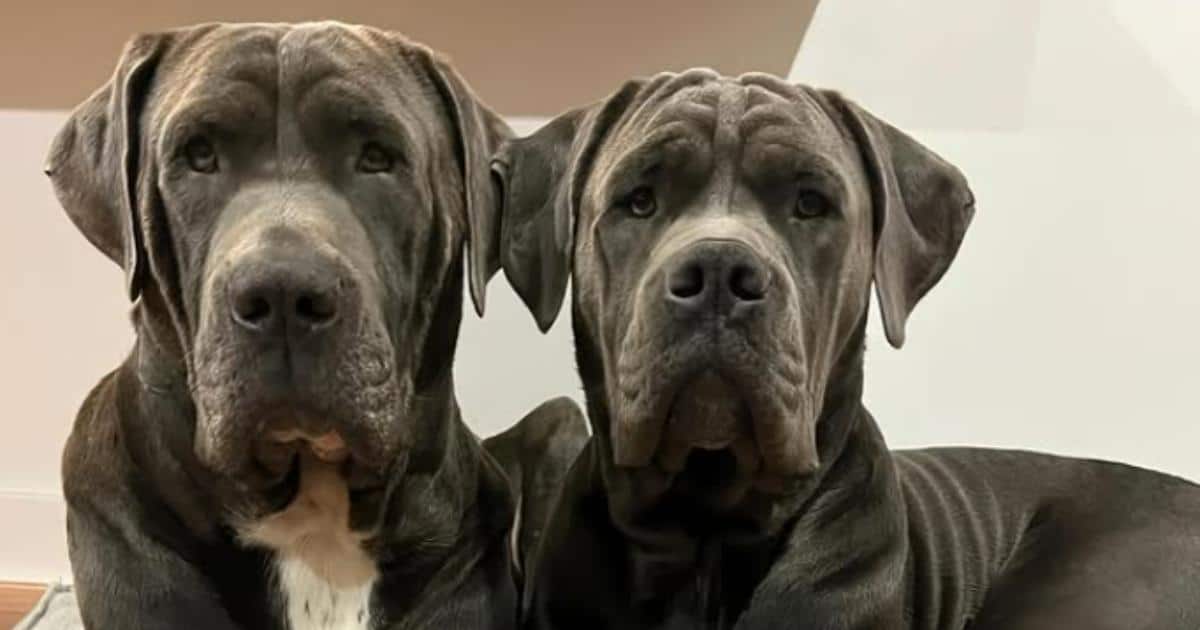 Credit: Instagram.com/the_daniffs