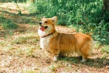 A joyful dog mid-snuggle, exuding warmth and comical charm