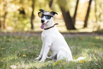 dog wearing sunglasses