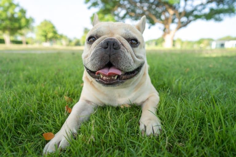 Picture of 13 Easy Dog Breeds That Need Minimal Grooming & Maintenance ...