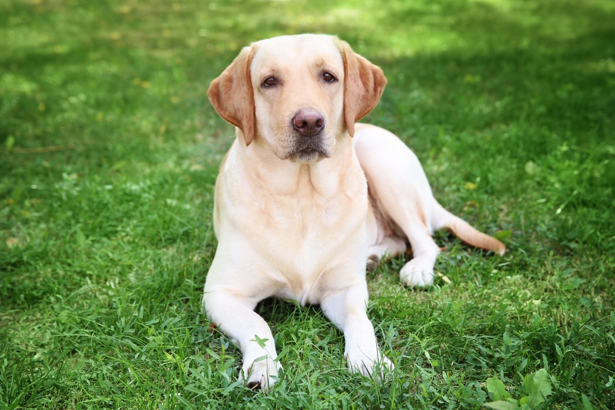 Labrador Retriever looking devotedly, exuding warm emotional connection