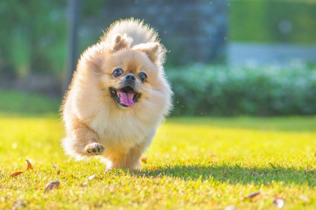 happy pomeranian running