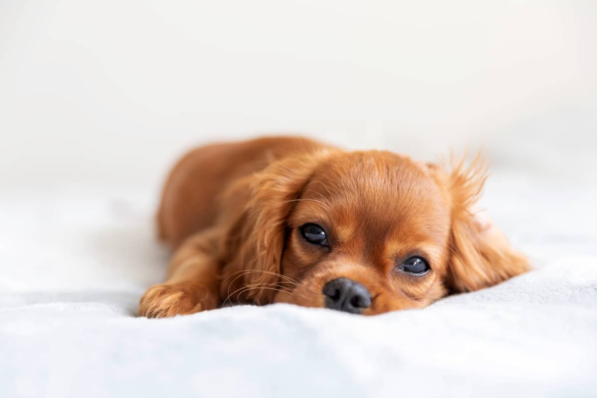Cavalier King Charles Spaniel resting sweetly with soft eyes and a loving presence.