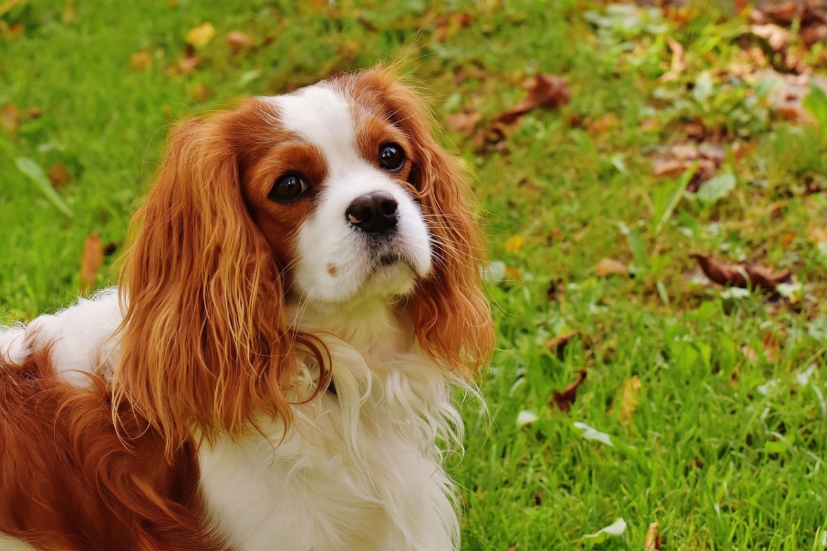 Cavalier King Charles Spaniel sitting calmly, exuding warmth and serenity.