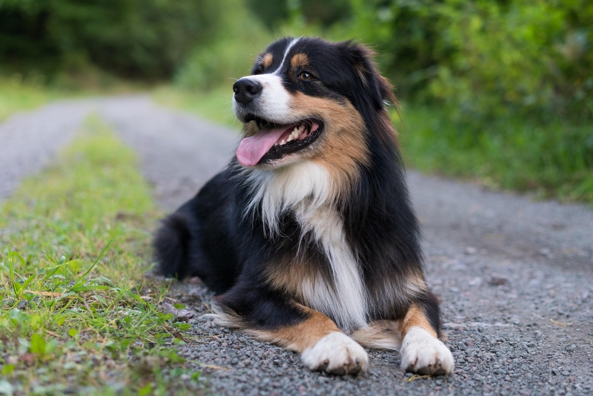 Australian Shepherd alert and attentive, showing loyal partnership