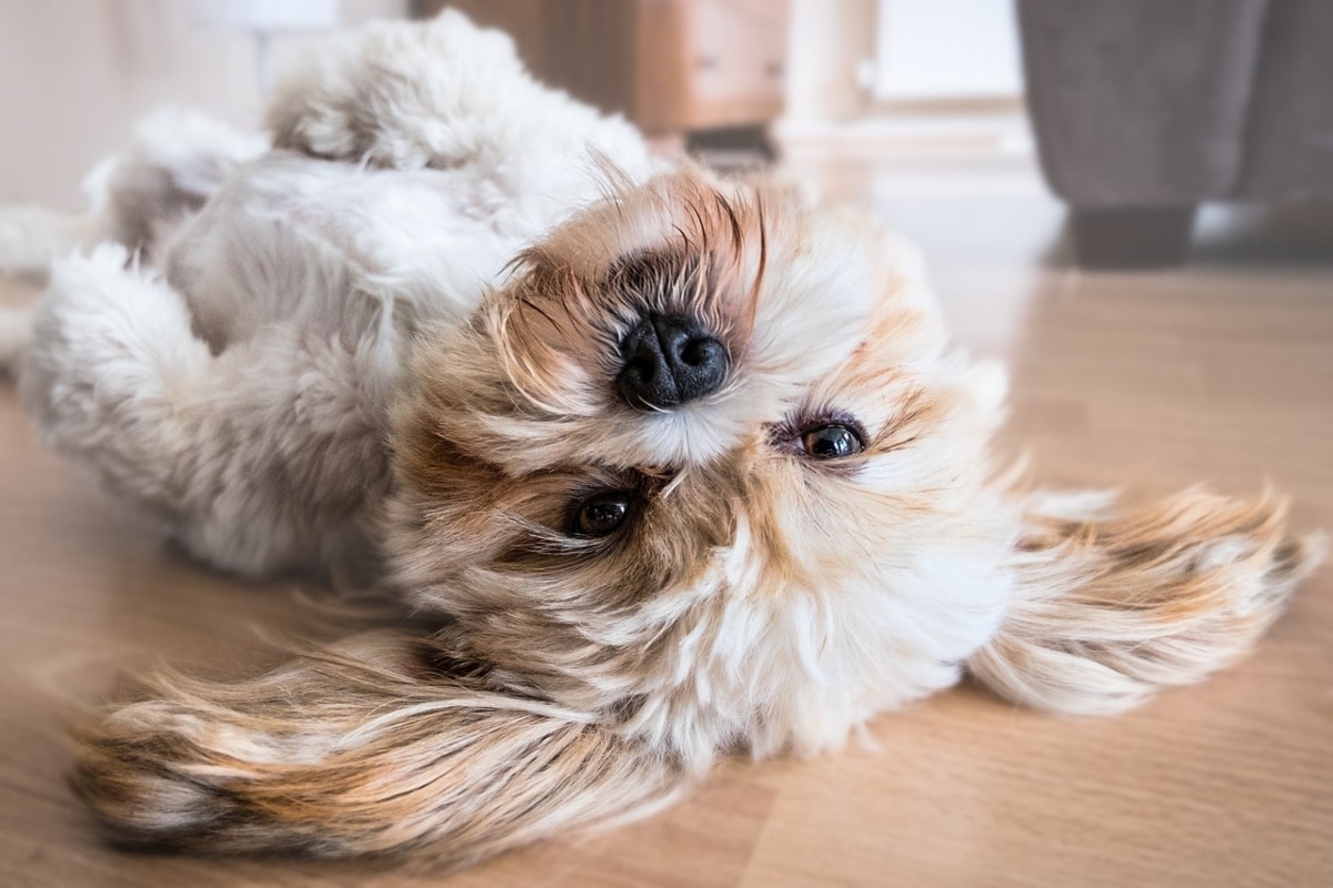 Shih Tzu with belly exposed, looking up in quiet anticipation of a rub.