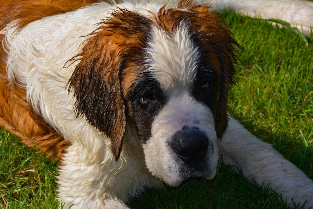 Saint Bernard sitting peacefully, embodying calmness and gentle strength.