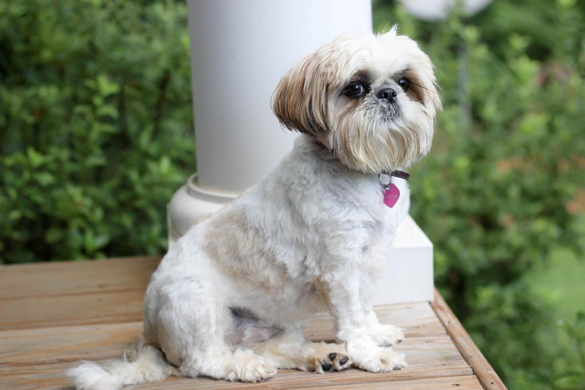 A dog sitting serenely, reflecting a peaceful and gentle demeanor.