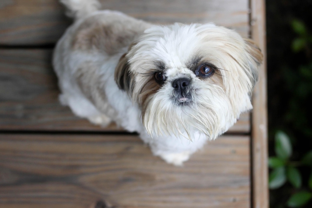  Shih Tzu expressing attitude and affection through head tilt and confident posture