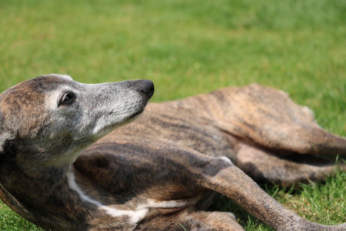 Whippet resting quietly, showcasing its calm and gentle nature.