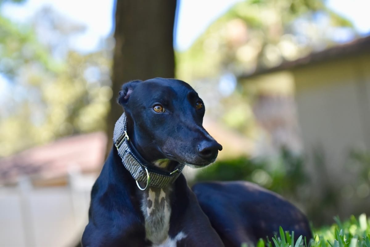 Greyhound lying serenely, showcasing its calm and gentle disposition.