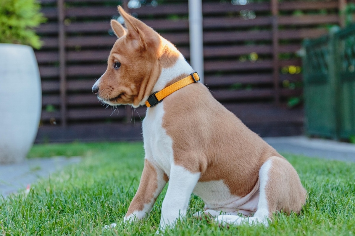 Basenji sitting calmly, reflecting its quiet and composed nature.