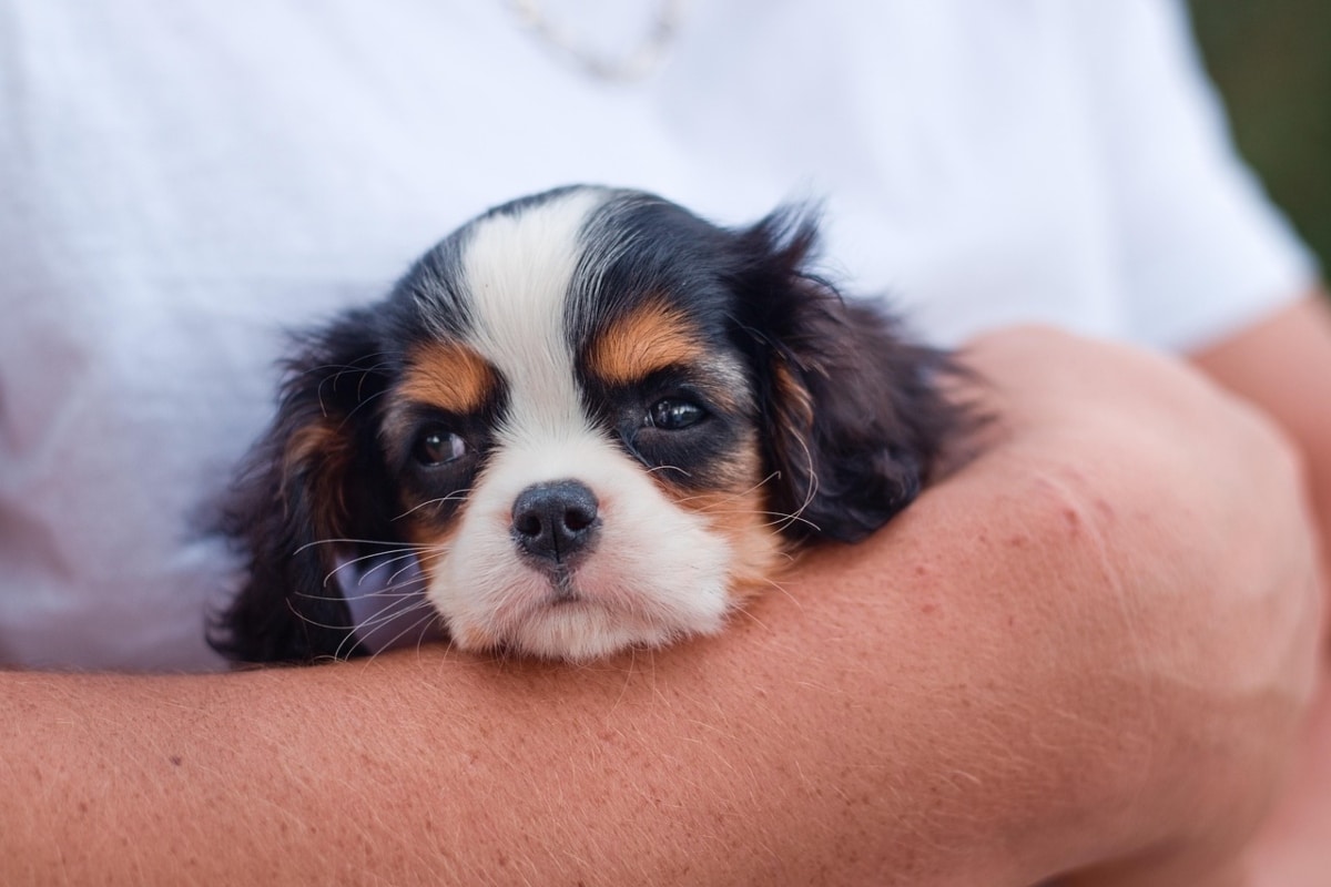 Cavalier King Charles Spaniel resting on its owner's lap, embodying its clingy disposition.