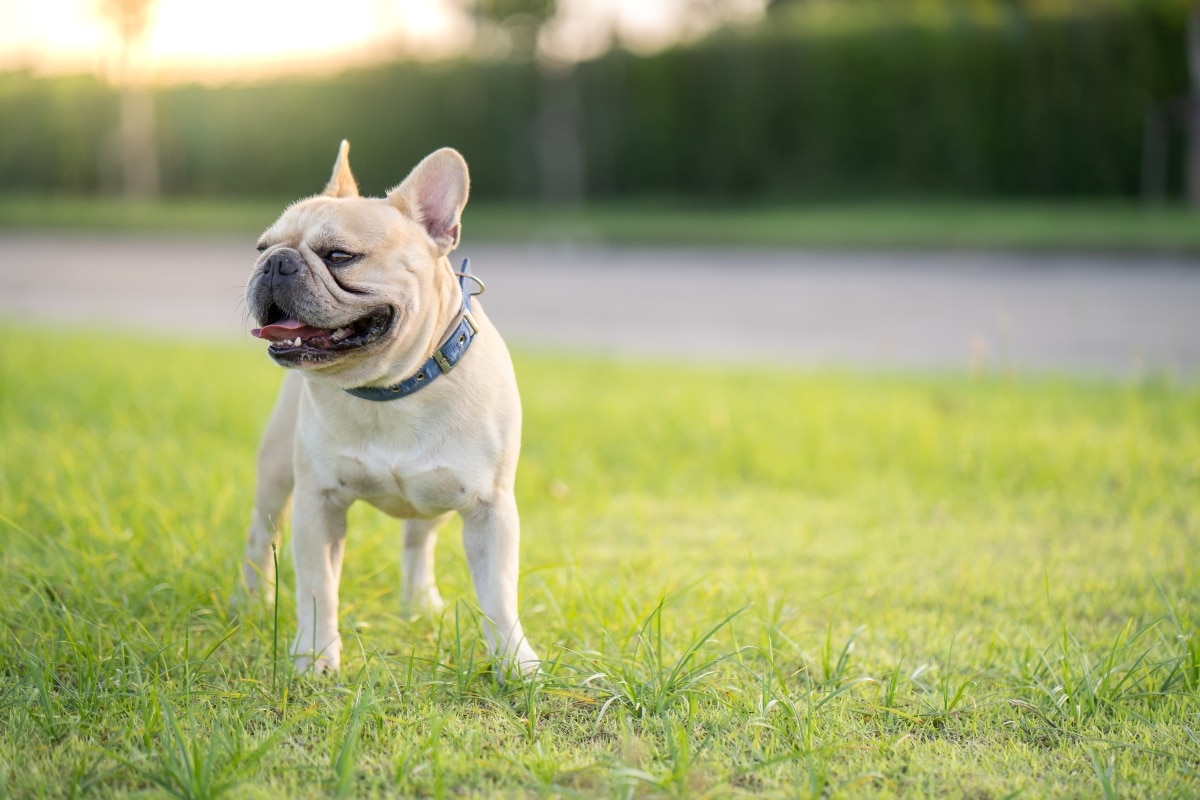 French Bulldog with soft, loyal gaze and calm, close stance.
