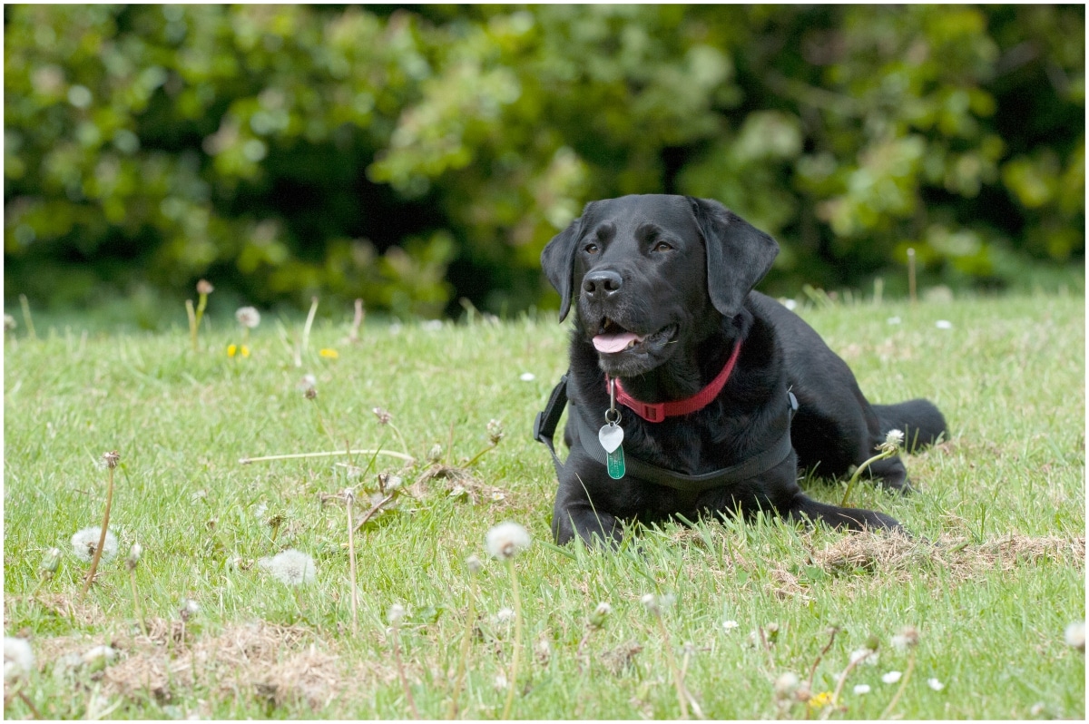 Labrador Retriever with happy, loyal eyes, staying close to their person.