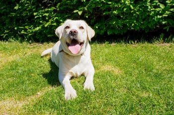 Loyal dog with devoted gaze full of love and warmth.
