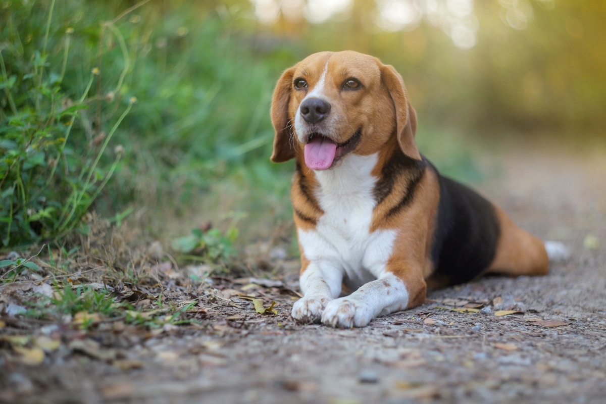 Loyal dog with soft, noble eyes offering a royal greeting.