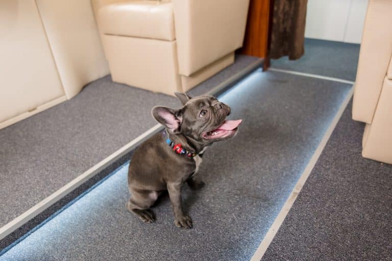 View of 13 Easygoing Dog Breeds That Do Great In Small Homes - iHeartDogs.com