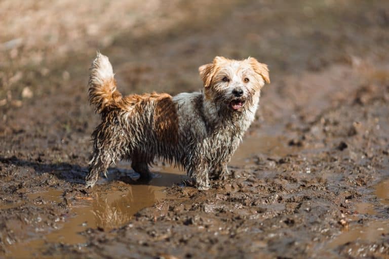 13 Playful Dog Breeds That Don’t Mind Getting Covered In Mud ...