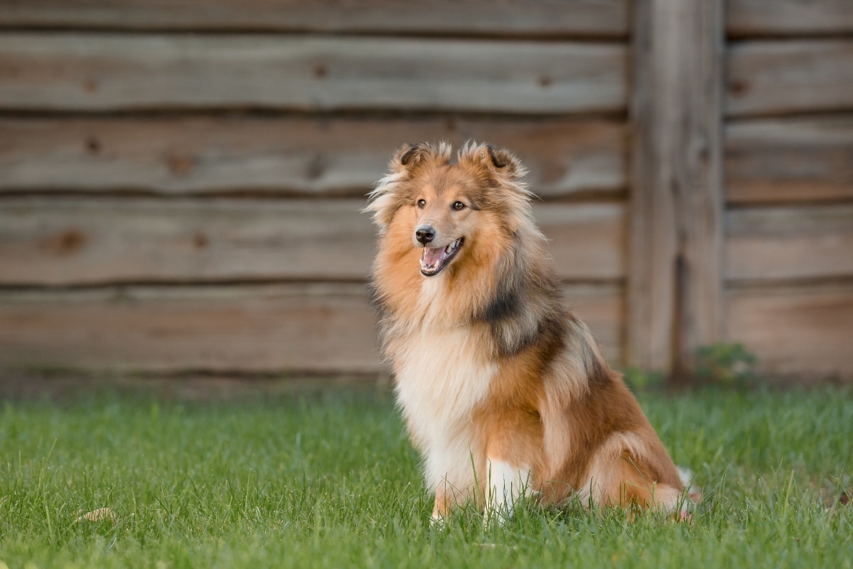 A Shetland Sheepdog displaying affectionate behavior, embodying trust and companionship.