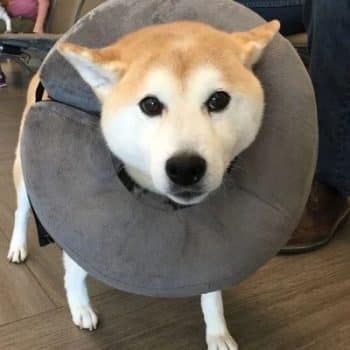 Dog Cone Alternatives