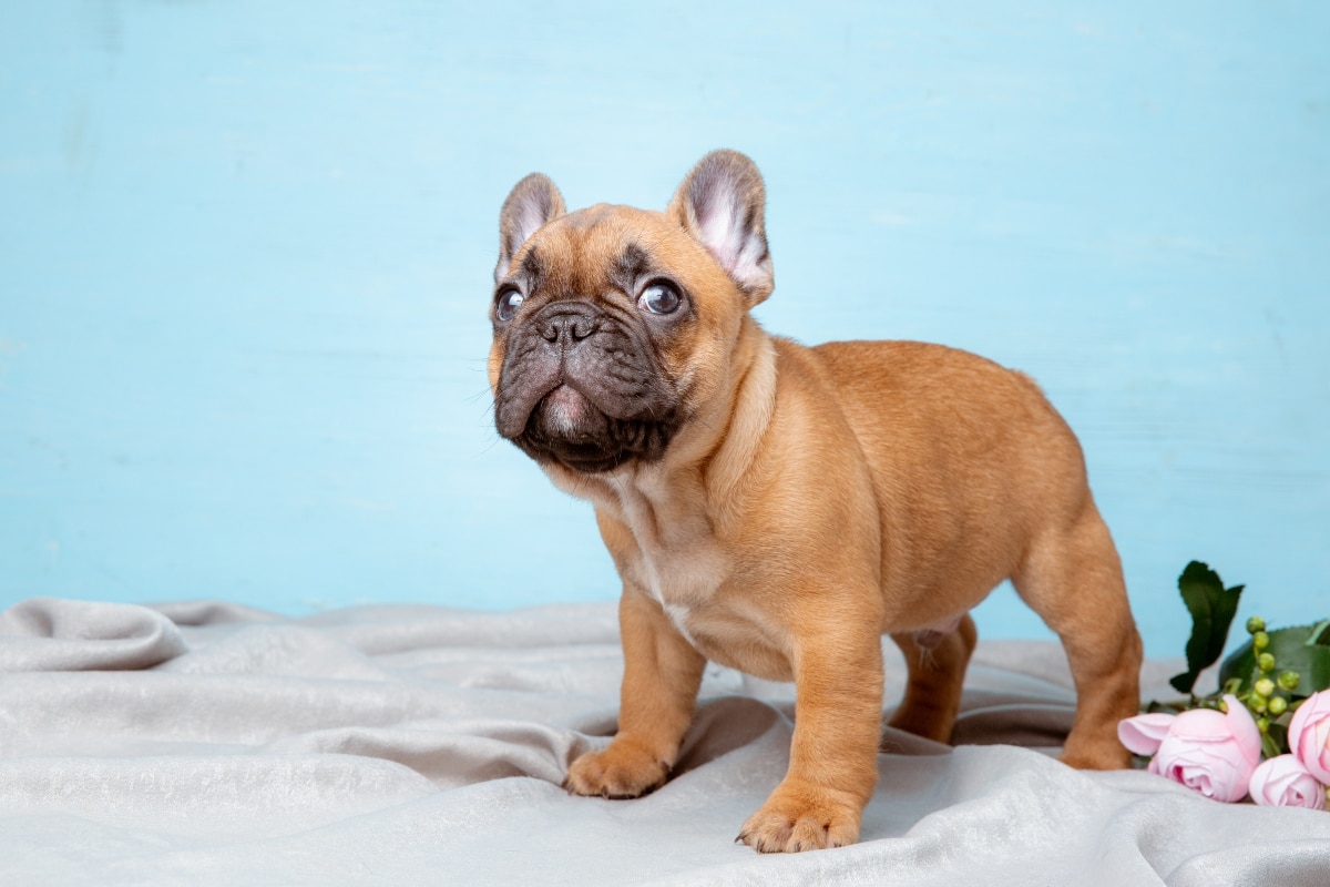 French Bulldog puppy expressive face showing adorable and funny personality