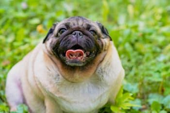 A joyful dog radiating positivity and love, spreading sunshine with every wag of its tail.