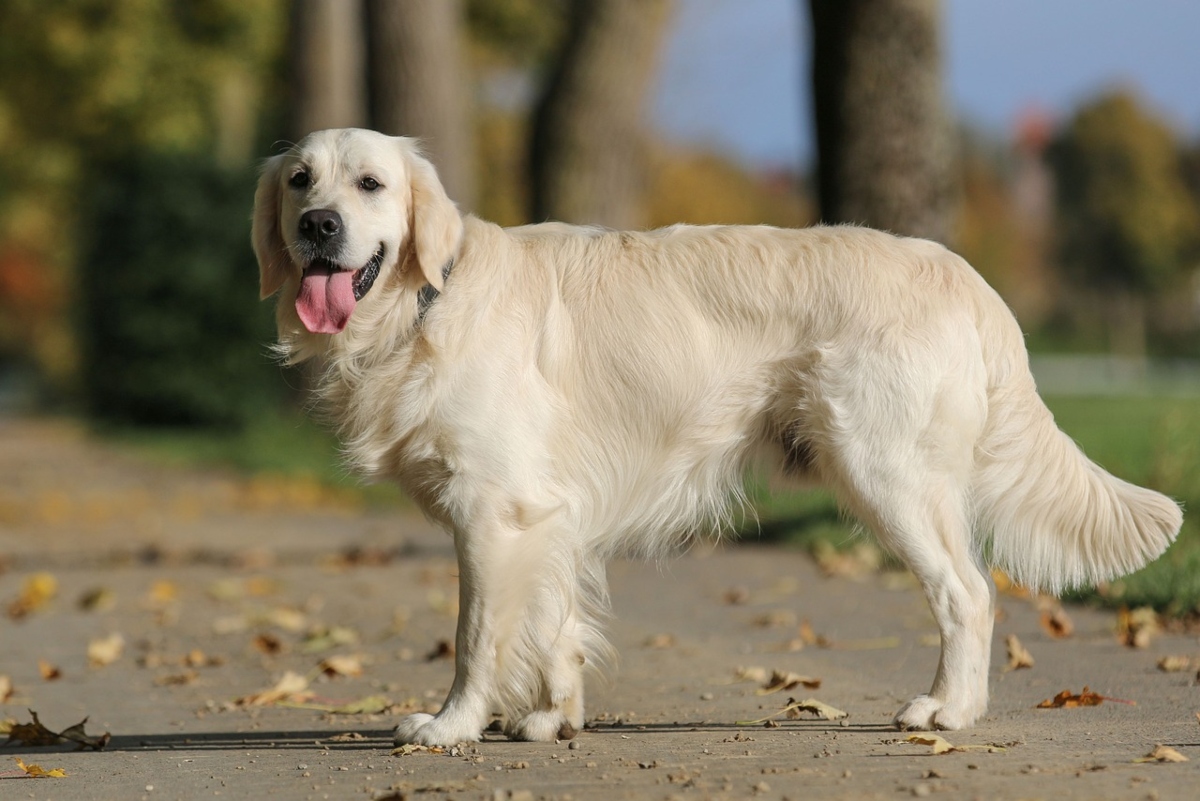  Golden Retriever showing joy with a big smile and expressive body language