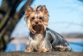 Golden Yorkshire Terrier puppy sitting in a garden - cost of a Yorkie puppy