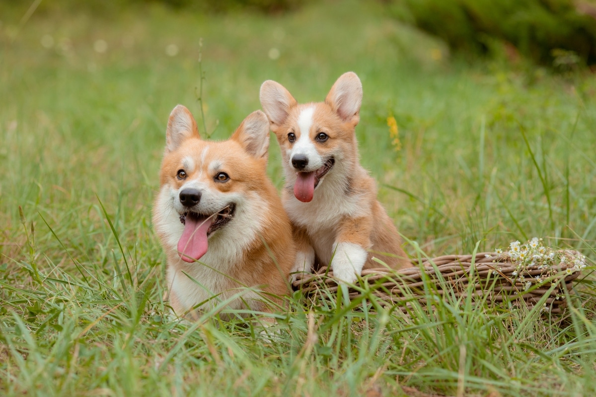 Corgi mid-zoomie, showcasing joyful and funny energy.