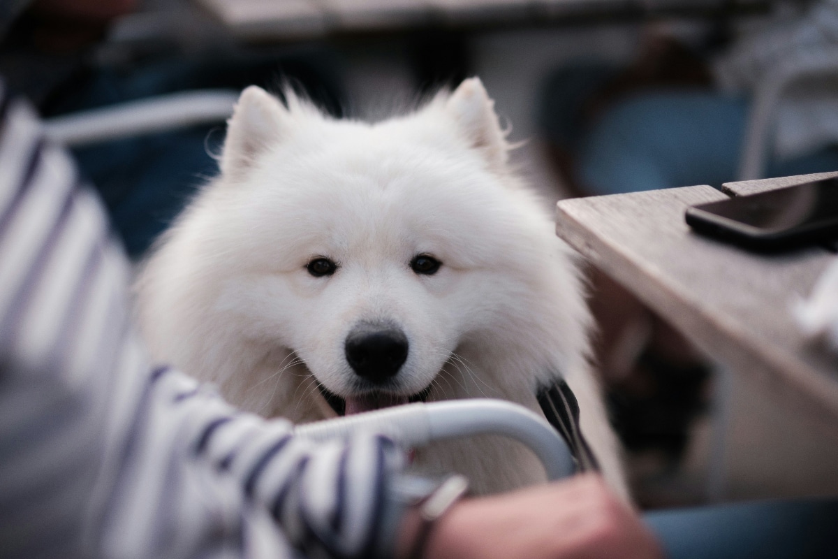 Samoyed resting beside its owner, radiating warmth and affection