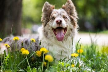 Happy Border Collie sitting among flowers smiling