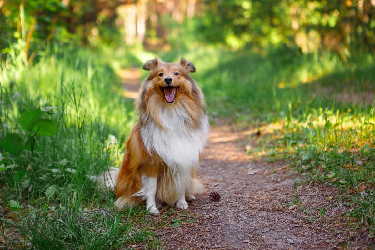 9 Best Dry Dog Foods for Shelties