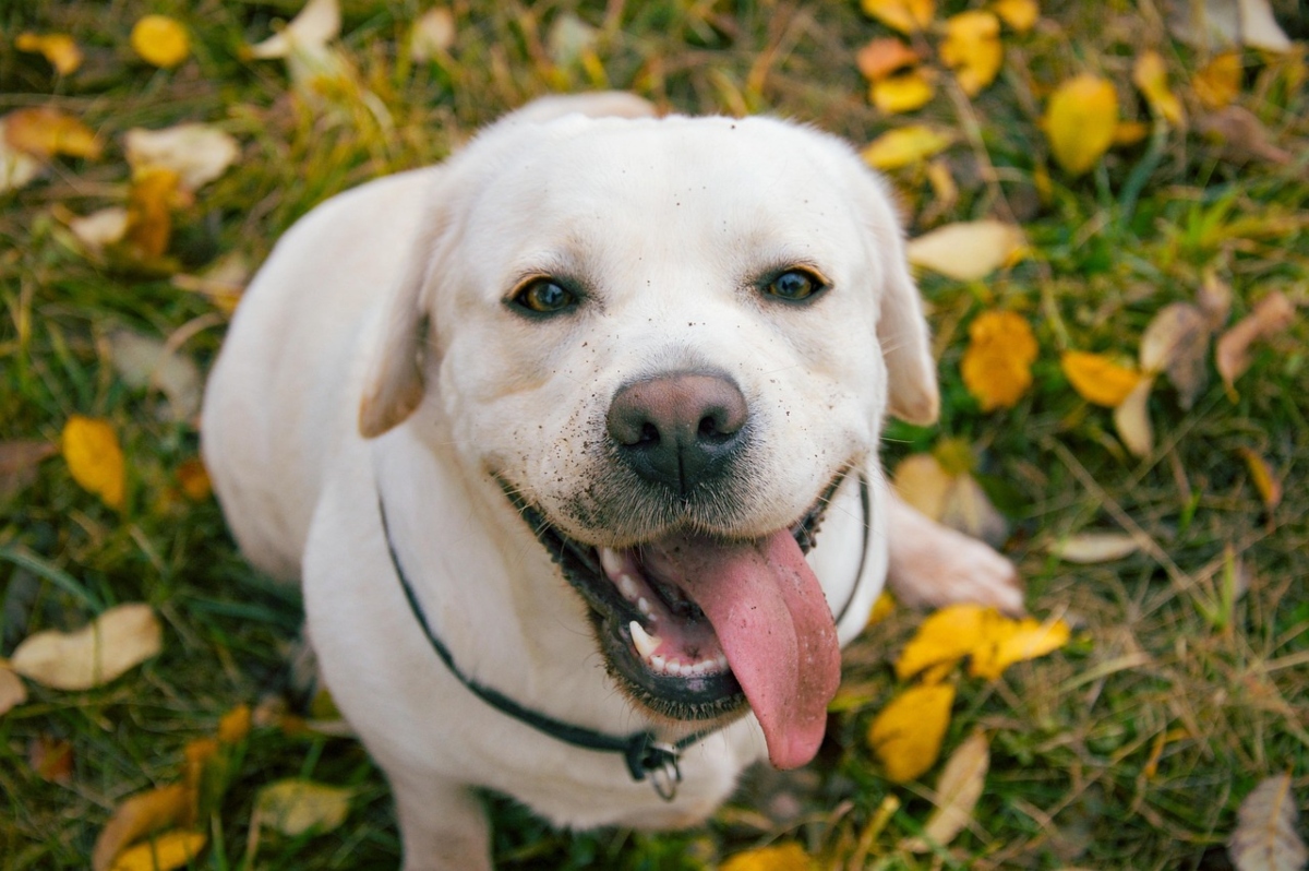  Labrador Retriever expressing joy with wagging tail and open, happy face