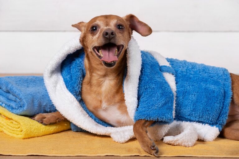7 Best Flea and Tick Shampoos for Dogs - iHeartDogs.com - Top Rated Flea And Tick Shampoo For Dogs