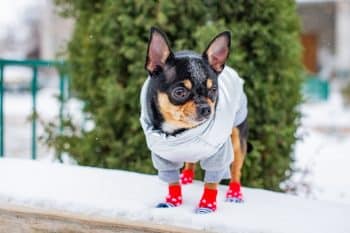 PetWireDaily — The 9 Best Dog Shoes
