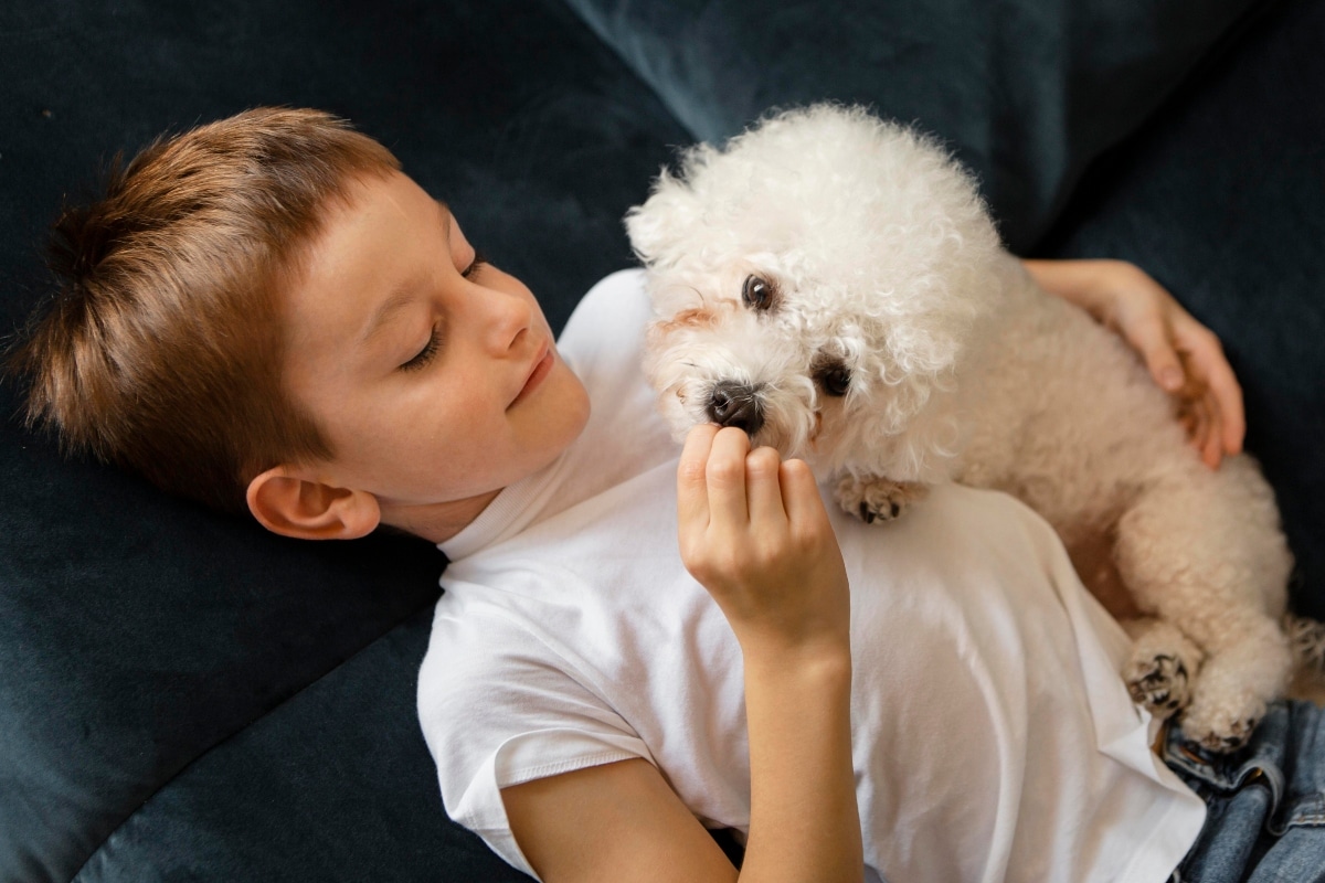 Bichon Frise cuddled up, peering out with affectionate eyes and fluffy charm.