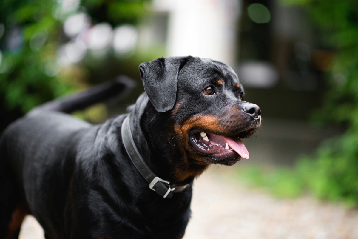 Rottweiler standing alert with deep bark and protective energy