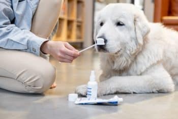 dog toothbrush