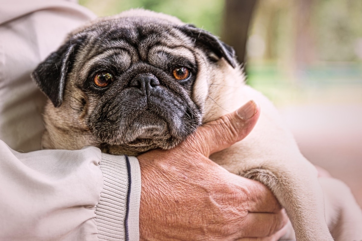 Pug sitting closely beside its owner, showcasing its need for companionship.