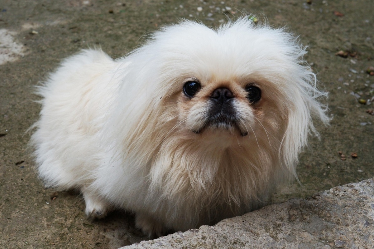 Pekingese sitting serenely, embodying grace and calmness.