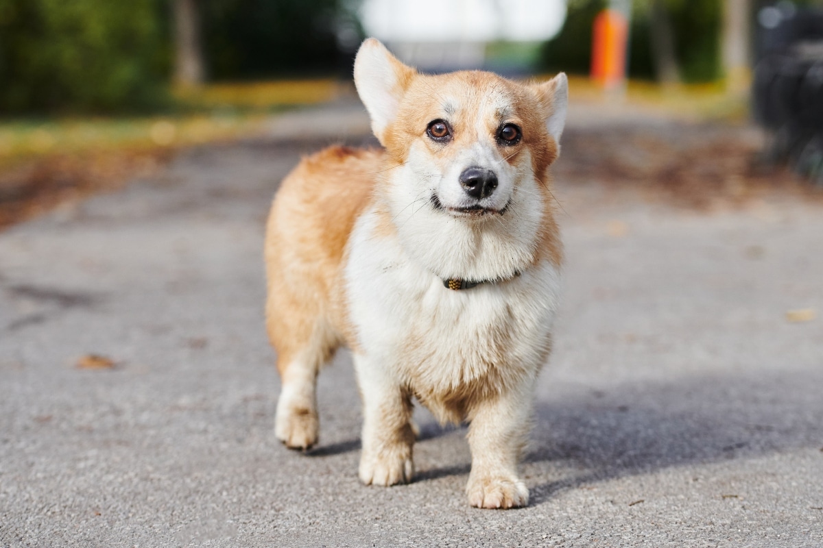 A sweet dog nestled beside a person’s feet, radiating comfort and trust