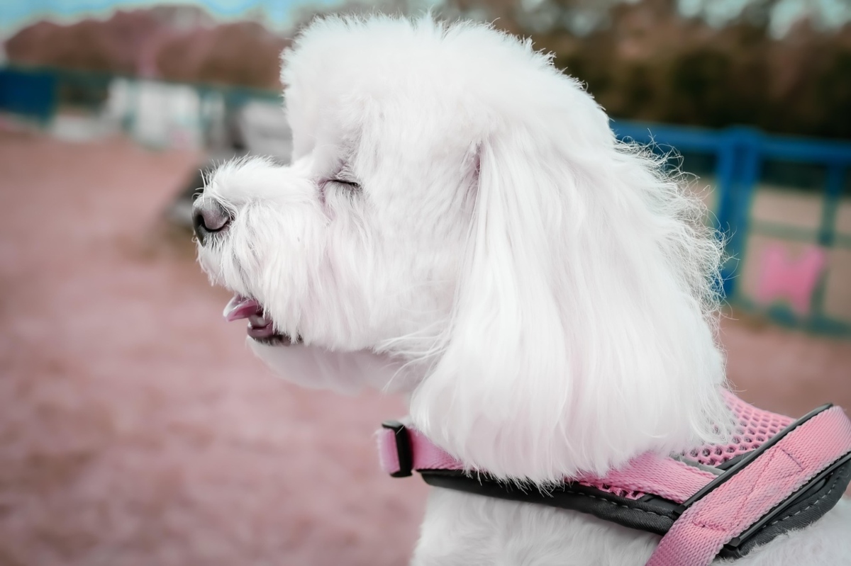 Maltese curled gently in a lap, peaceful and loving.