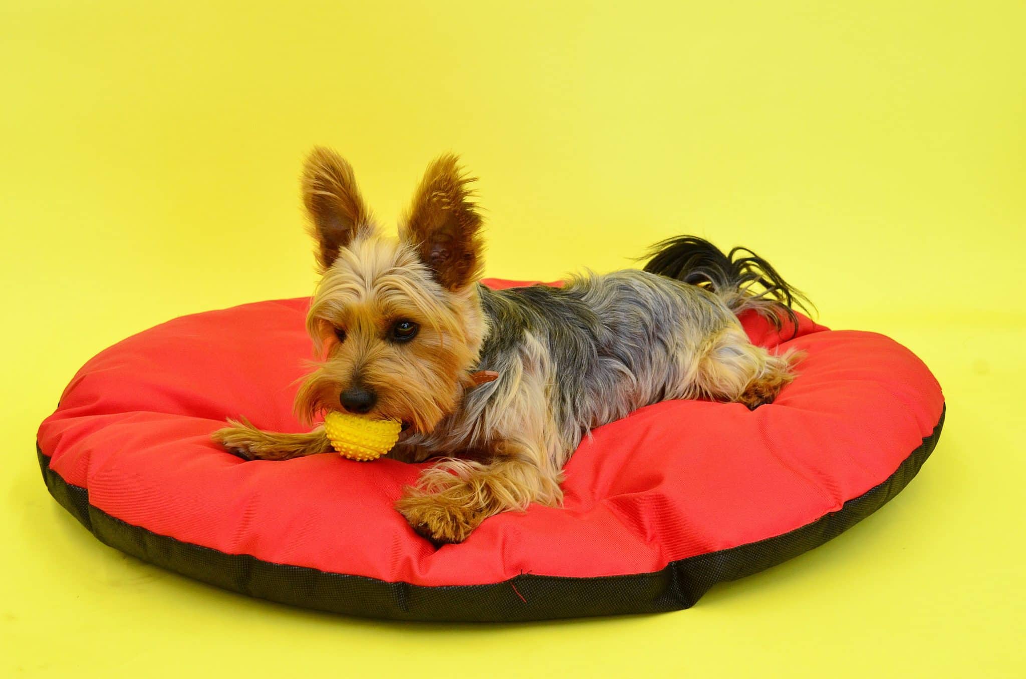 10 Best Roll Up Dog Beds