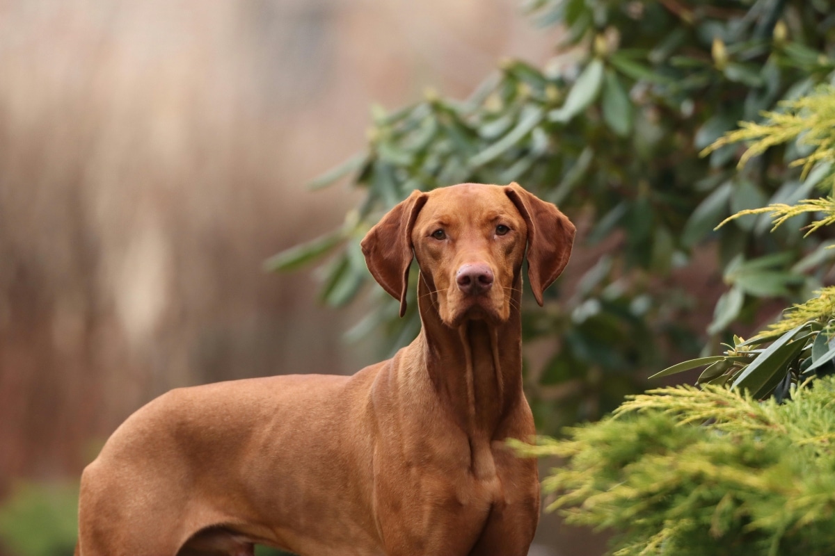 Vizsla leaning affectionately against its owner, showcasing its need for closeness.