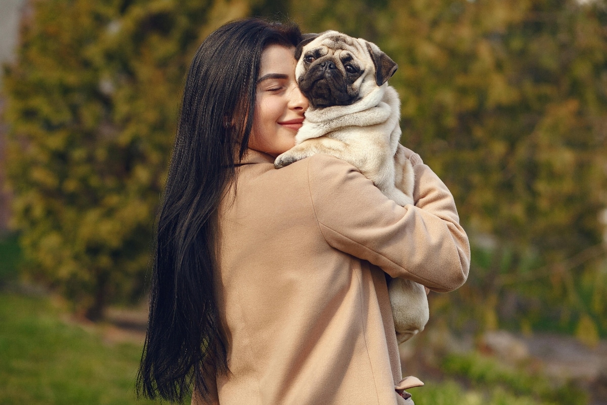  Pug sitting contentedly on its owner’s lap, basking in love and affection.
