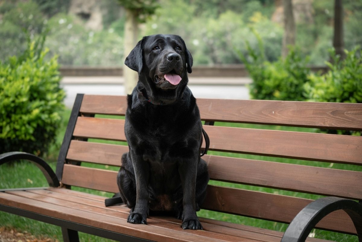 11 Social Dog Breeds That Want To Meet Everyone At The Park